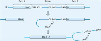 Figure 10.9: The process of mrna splicing in a eukaryotic cell, showing the consensus sequences occurring at the two splice junctions and the internal branch site.