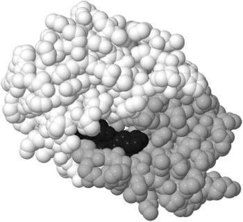 Figure 11.2: Three-dimensional structure of the HIV protease, showing its two folded protein chains (gray and white) and a protease inhibitor in its active site (black).