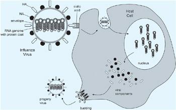 over the host cell machinery and subverts it to the manufacture of more viruses (Figure 3.6), ultimately destroying the cell.