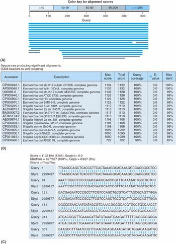 Figure 4.6: Sample results of a BLAST search for database sequences matching a nucleotide query sequence (A) graphical summary of results, (B) table of scores, and (C) alignments.
