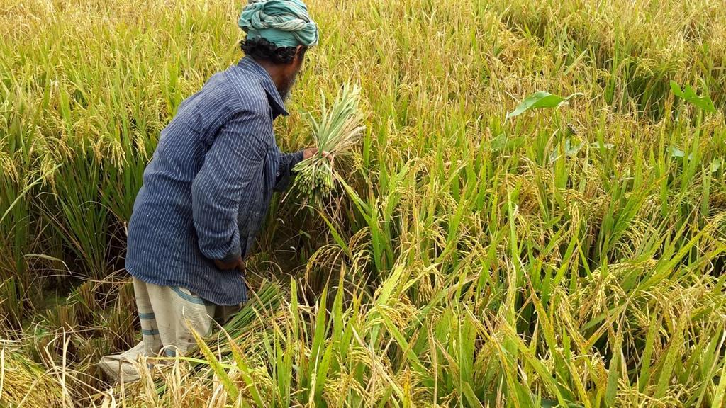 Impact of soil arsenic on rice yields in Bangladesh Brittany Huhmann, Charles Harvey, MIT John Duxbury, Cornell University Anjal Uddin, Imtiaz