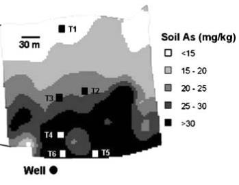 Arsenic in irrigation water builds up in soil As Fe Fe oxides As As As