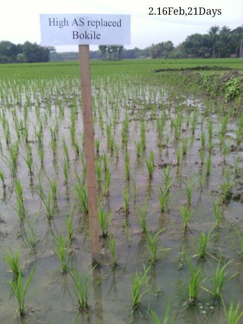 Boro rice Jan May Groundwater