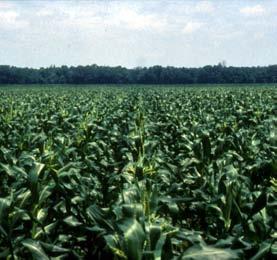 European Corn Borer Management Treatment at pre row tassel is the key