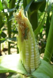Corn Earworm Pest of sweet corn, seed corn and tomato Two generations per year where it