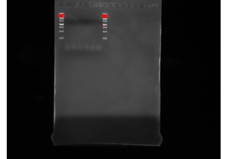 10.8.2015 MONDAY, 8/10 Petra, Tamannae Did a new PCR reaction for amphiphilic protein with linker, because purification of the reaction done last week was unsuccesful (A260/A280: 1,12).