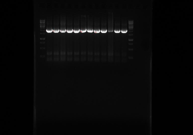 Made a 1,3 & agarose gel with EtBr. Run yesterday's KAPA PCR product of AtoB part 2 (AtoB2) for 25 min with 120 V. Pipeting order was: 1. ladder 1 ul 2.-13. gradient AtoB2 6 ul 14.