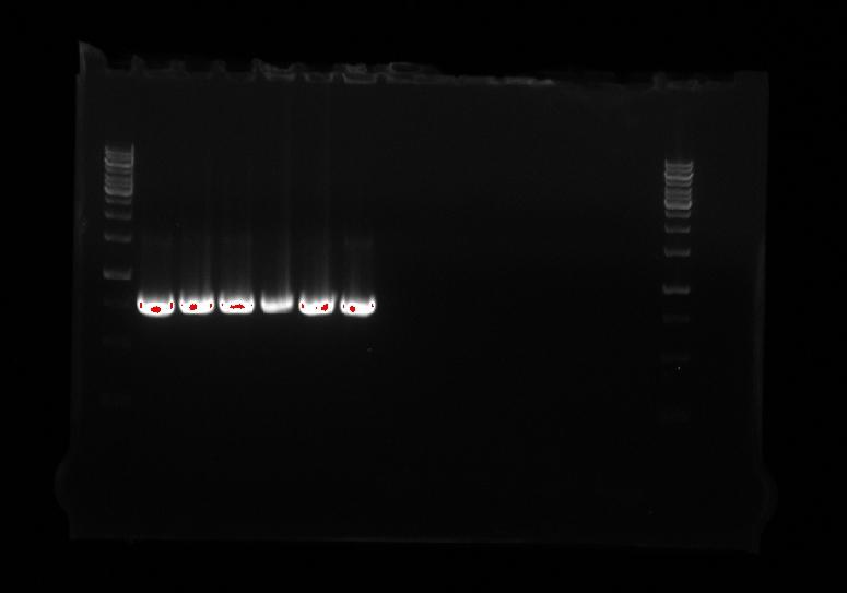 66,5 C - 15 sec 72 C - 50 sec 72 C - 1,5 min 4 C - forever Repeated underlined cycles 25 times Made a 1,3 % agarose gel with EtBr. Run colony PCR products in the gel for 25 min with 120 V.