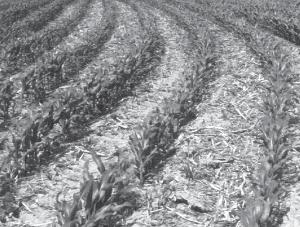 26 Nutrient Management Conservation Tillage Conservation Tillage and Fertilizers Conservation or reduced tillage systems, while being very effective in reducing runoff and soil erosion, require some