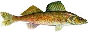 Largemouth Bass (Micropterus salmoides) Warm