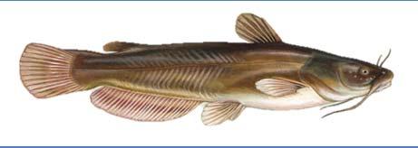 Smallmouth Bass (Micropterus dolomieu) Warm