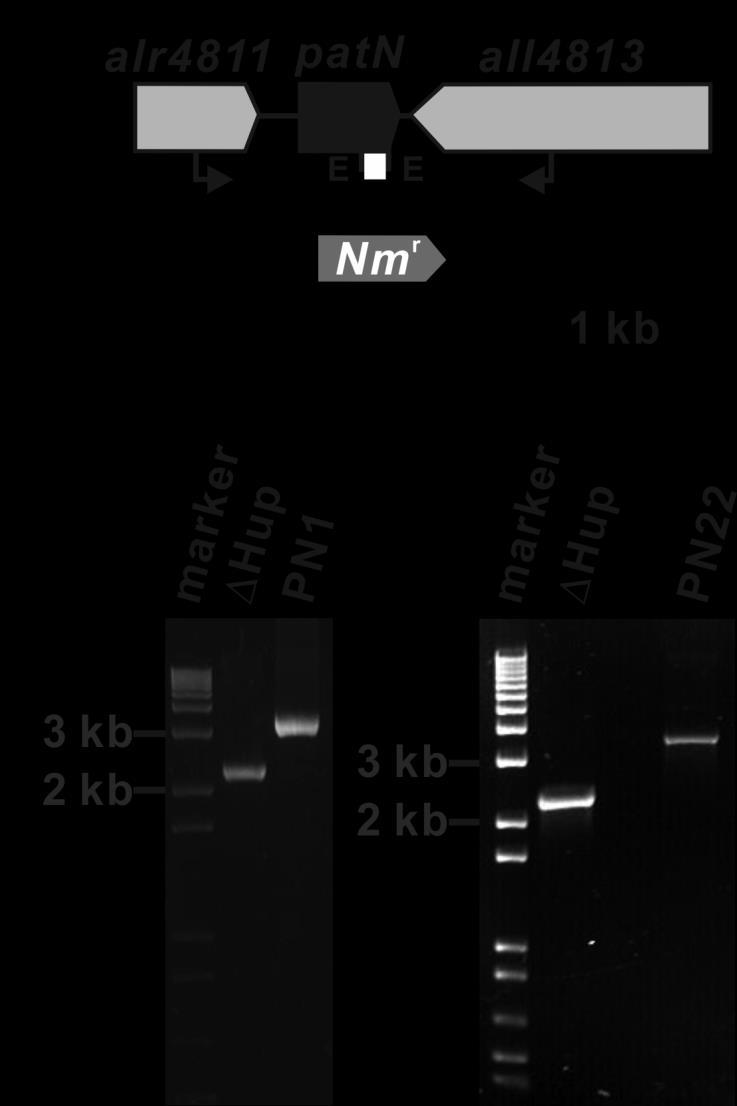 Fig. S1 Insertional inactivation of patn (alr4812) (a) and PCR confirmation (b).