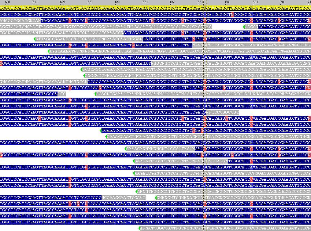 Berke L. Bioinformacijska analiza oznak izraţenih zaporedij (EST) hmelja... pri razvoju molekularnih markerjev. 15 Slika 6: Gruča EST-jev, katerih soseska predstavlja gen za VPS.