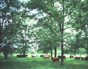 Chapter 4: Silvopasture In this chapter: Defining a Silvopasture General Benefits and Limitations Components of a Silvopasture: Livestock, Trees, Forages Summary Success Story Frequently Asked