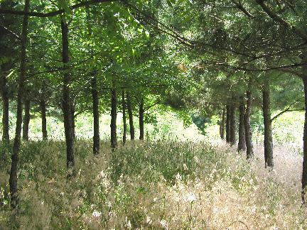 Special Considerations for tree spacing Within a Row Federal/State subsidy program requirements Production vs. conservation benefits Wood production vs. other tree products Grafted vs.