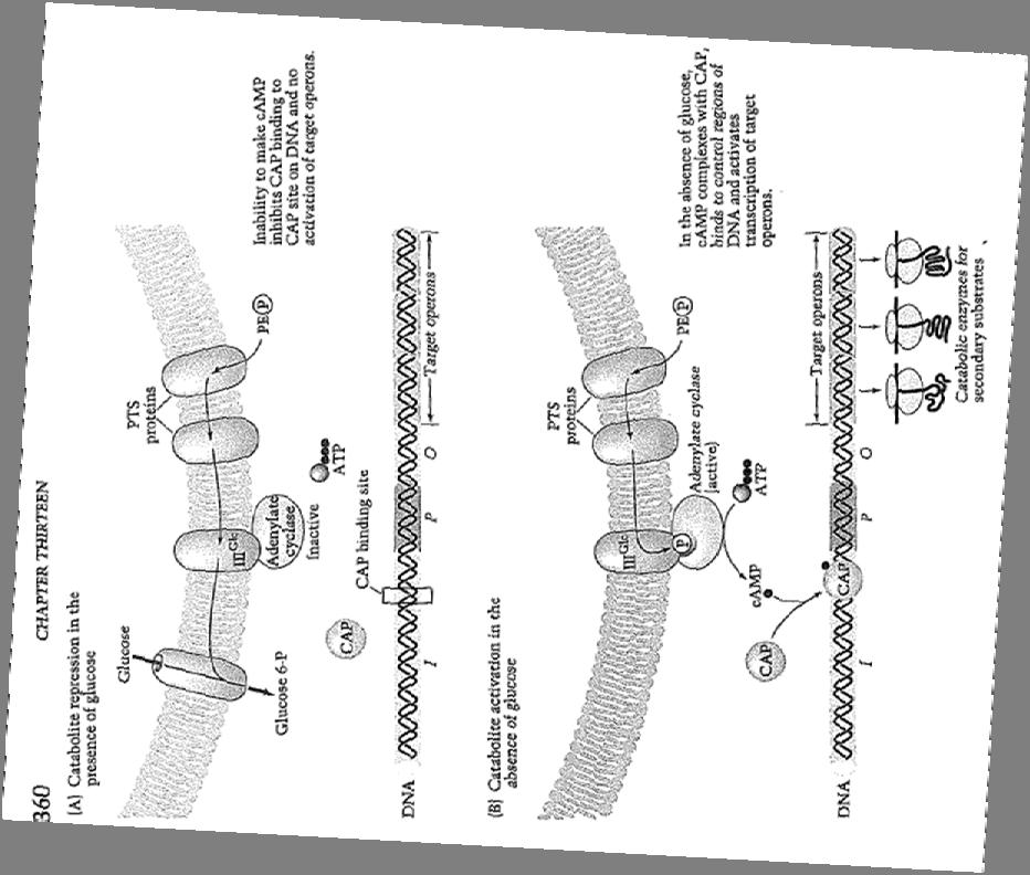 4.4 An Allosteric Molecular Computer Glutamine Synthetase -reading material 4.