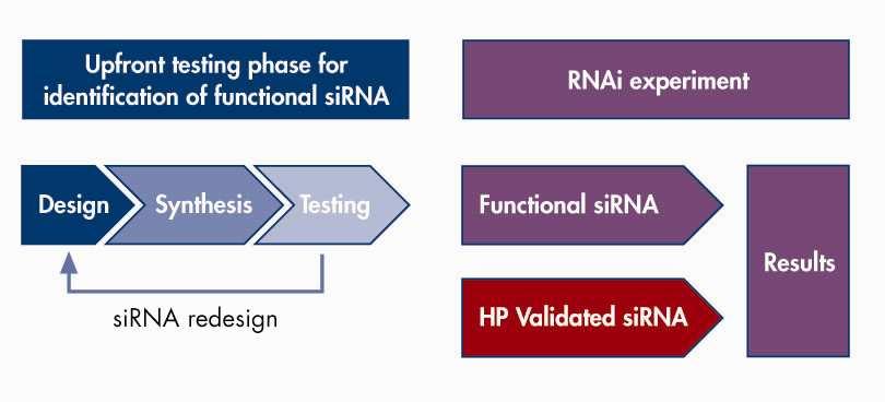 QIAGEN sirna validation project -The world largest sirna validation project QIAGEN algorithm based on ~ 8000 sirnas (3000 genes) > Largest validated sirna set: 3700 sirnas