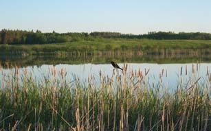 Government Programs Habitat Stewardship Program (HSP) Agencies Responsible: Environment Canada, Fisheries and Oceans Canada, Parks Canada Purpose: Protect habitat and contribute to the recovery of