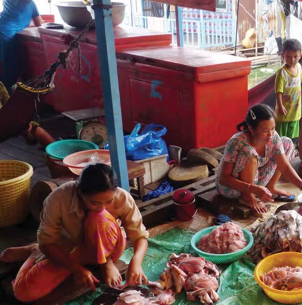 borders, market price fluctuation may depend on neighboring country markets (Thailand or Vietnam) which can greatly influence the local market. Some technical choices can limit access to markets.