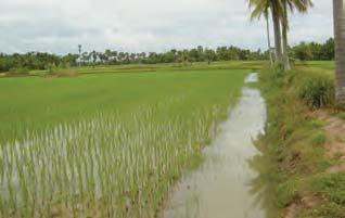 catfishes, climbing perch, and gouramis, that are stocked in the sanctuaries migrate and spawn in rice fields during the seasonal floods when pond and rice fields are connected.