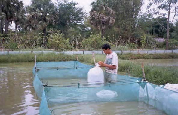 Approaches to improve the post harvest value chain of aquaculture products, rather than production of fish itself, have emerged lately.