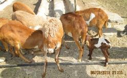 Crossbreeding among indigenous breeds Washera and Bonga with Menz Better survival of 50 % crossbreds observed,