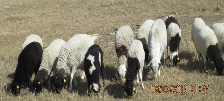 Results Improved Menz ewes were produced crossbred lambs at birth and weaning weight (3.