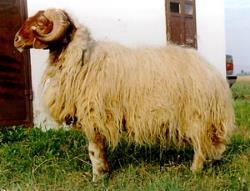Menz sheep History of exotic