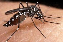 Why mosquitoes? Pathogenic agents of major vector born diseases viruses (e.g. West Nile virus), parasites (e.