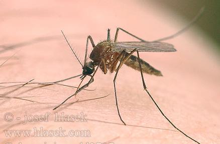 edu Aedes aegypti dengue vector Anopheles gambiae malaria vector active vectors