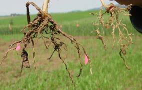 Plant symptoms of Al toxicity Roots: witch s broom roots, thickened, twisted,