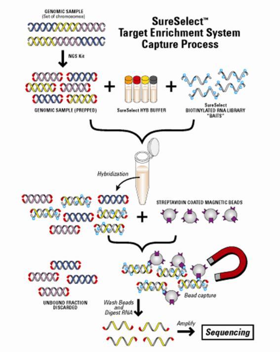 Hybridization based Target Enrichment Solution capture technology Complimentary probes are hybridized to fragmented genomic DNA in solution. Probes are biotinylated.