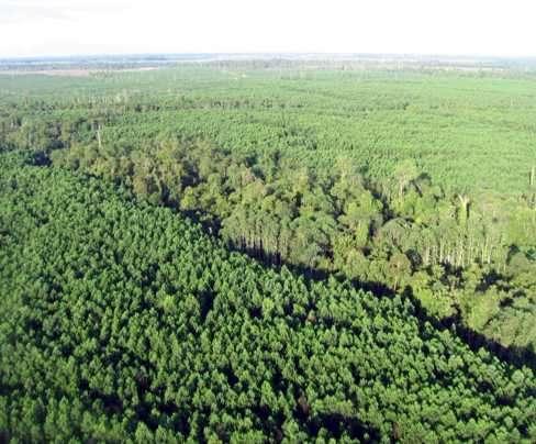 Potential Co-Benefits of Indonesian Plantation Forestry If Indonesian develops additional 9M Ha land (15% of production forest) into HTI, Mosaic Plantation Concept will result in: 2.