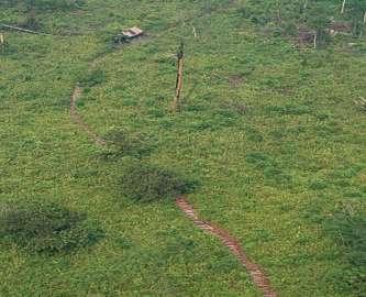 Plantation Conservation Area Acacia Plantation Vigorous plantation forest