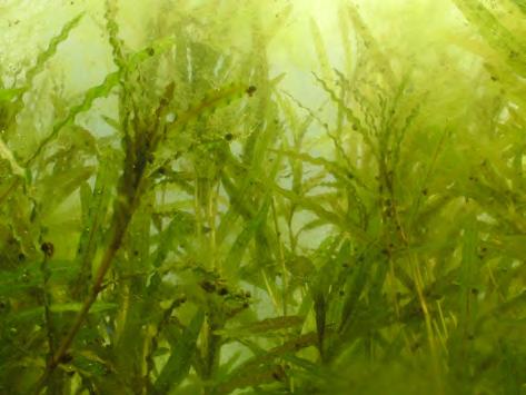 2. Curlyleaf Pondweed (non-native aquatic plant) Comfort Lake Status: Present in Comfort Lake. Potential for Curlyleaf Pondweed Growth in Comfort Lake: Mostly a moderate growth potential.
