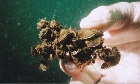 Zebra Mussel Growth Potential Based on Water Column and Substrate Conditions: Two broad categories combine to produce growing conditions in lakes for zebra mussels.