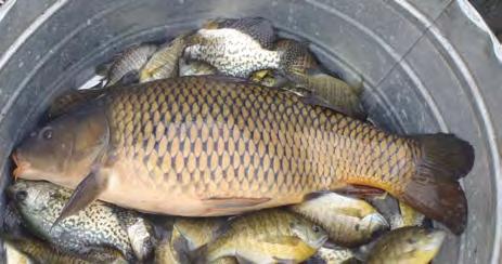 Common carp were sampled in the last survey in Comfort Lake, based on the MnDNR fish survey from 2012 (Table 6).