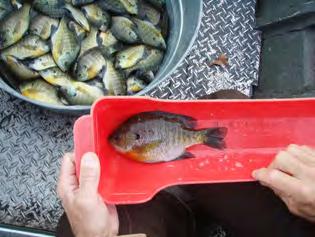 At this time, no carp management is necessary, rather, water quality and aquatic plant monitoring should be ongoing. Rapid Response: Unnecessary, rather, use MnDNR fish surveys to track carp numbers.