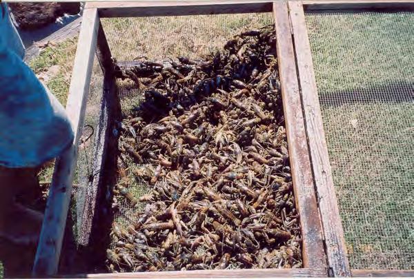 Control Options: Once in a lake, rusty crayfish are difficult to get under control and even more difficult to eradicate. Control efforts are two-pronged.