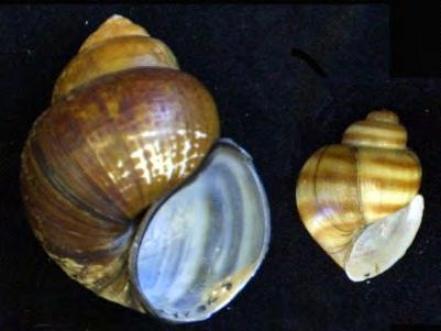 Other Molluscs Chinese and Banded Mystery Snail (CMS), (BMS): A larger olive colored snail species, CMS and BMS can form dense aggregations.