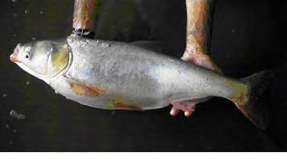 They are voracious feeders, reaching over a hundred pounds for bighead and 60 lbs for silver carp.