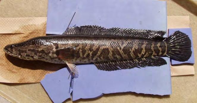 Snakeheads are very hardy, adaptive, and can even live and travel out of water. The snakehead is extremely aggressive and territorial, typically feeding on other fish species.