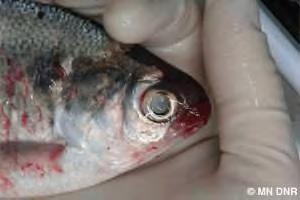 This fish virus will kill a variety of fish species, but does not eliminate the entire fish population in a lake.