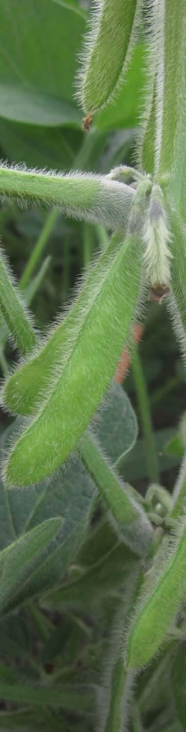 dates or soybean maturity groups could be adjusted so that the sensitive reproductive development stages of the crop, which currently occur in August, take place at a different time in the year, for