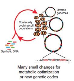 Future : Engineering host cell context in order to improve predictable function of EOU Genome engineering and / or