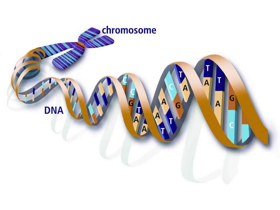 DNA double helix encodes secrets of life Facts: Human Genome - Trillions of cells - 23 pairs of chromosomes - 2 meters