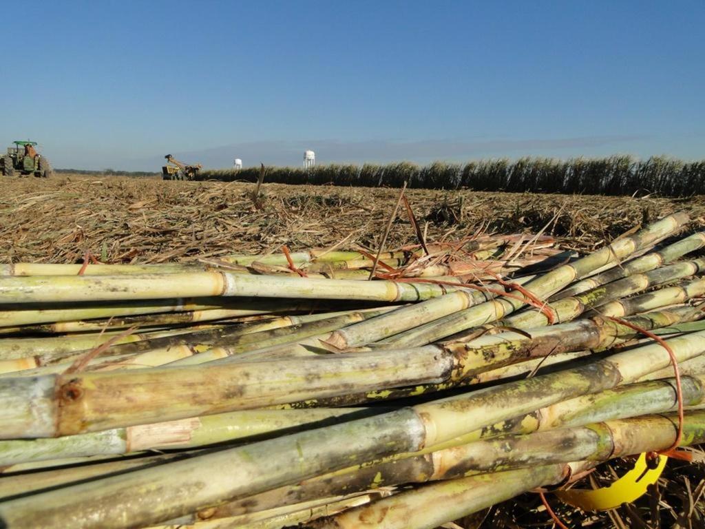 Nitrogen Management in Sugarcane and Cotton in Louisiana Brenda S.