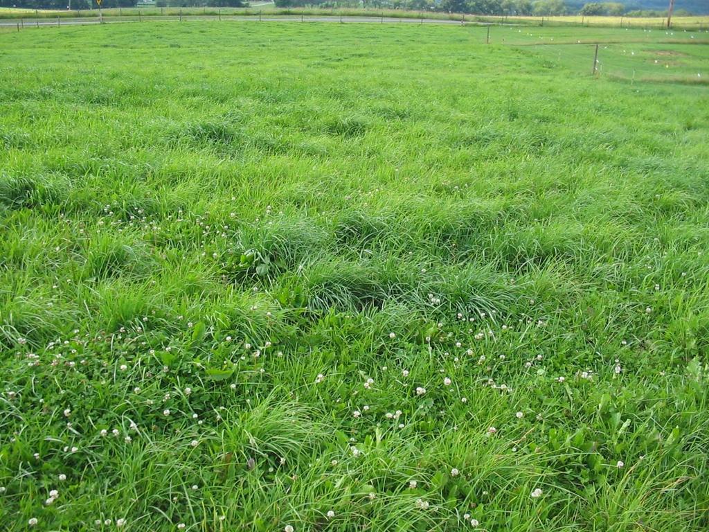 Grass forage may still show N deficiency in mixtures
