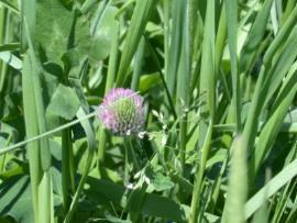 Forage Production in Eastern Canada Perennial legume species