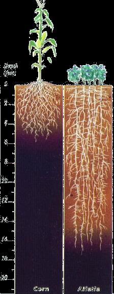 Alfalfa Root Development Most lateral roots are near the soil surface for the first